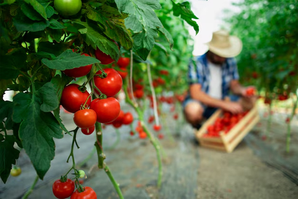 Vegetables Export India